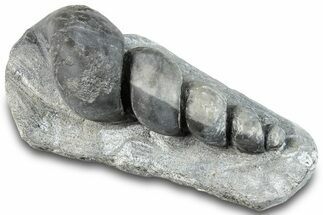 Devonian Fossil Gastropod Internal Mold - Issoumour, Morocco #282800