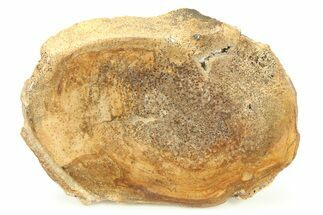 Polished Petrified Wood Round - Sweet Home, Oregon #282953