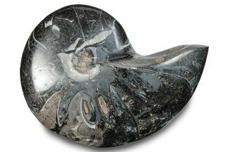 Polished Fossil Nautilus (Cymatoceras) - Unusual Black Color! #282433