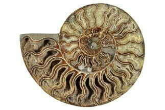Cut & Polished Ammonite Fossil (Half) - Madagascar #282969