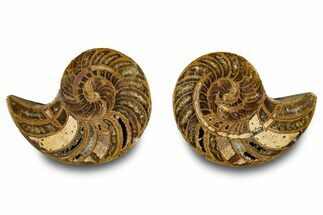 Jurassic Cut & Polished Nautilus (Cymatoceras) Fossil -Madagascar #283117
