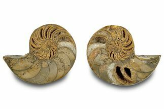Jurassic Cut & Polished Nautilus (Cymatoceras) Fossil -Madagascar #283120