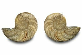 Jurassic Cut & Polished Nautilus (Cymatoceras) Fossil -Madagascar #283123