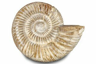 Polished Jurassic Ammonite (Perisphinctes) - Madagascar #283192