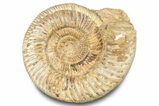 Polished Jurassic Ammonite (Kranosphinctes) - Madagascar #283217