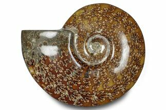 Polished Ammonite (Cleoniceras) Fossil - Madagascar #283305