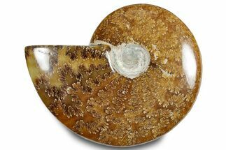 Polished Ammonite (Cleoniceras) Fossil - Madagascar #283351