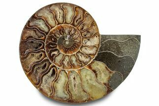 Cut & Polished Ammonite Fossil (Half) - Madagascar #283406
