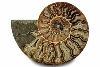 Cut & Polished Ammonite Fossil (Half) - Madagascar #283410