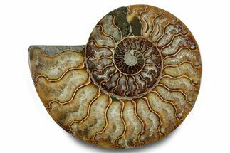 Cut & Polished Ammonite Fossil (Half) - Madagascar #283413