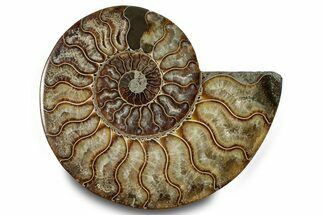 Cut & Polished Ammonite Fossil (Half) - Madagascar #283414
