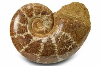 Jurassic Ammonite (Lobolytoceras) Fossil - Madagascar #283541
