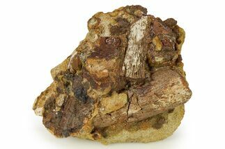 Fossil Dinosaur Bone Fragments in Sandstone - Wyoming #283690