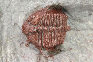 Red Cyphaspides Trilobite - Hmar Laghdad, Morocco #283753