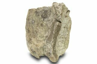 Hadrosaur (Maiasaura) Caudal Vertebra Centrum - Montana #283944