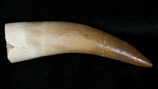 Nice Looking Plesiosaur Tooth Fossil #16006