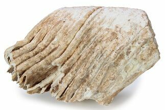 Fossil Columbian Mammoth Molar - Somervell County, Texas #283954