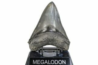 Serrated, Fossil Megalodon Tooth - Beautiful Tooth #283892