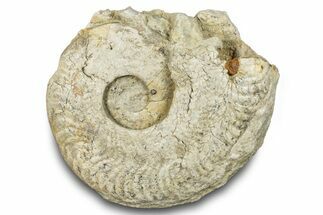 Jurassic Ammonite (Harpoceras) Fossil - England #284029