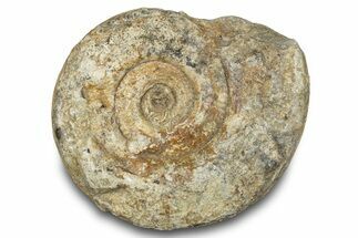 Jurassic Ammonite (Hildoceras) Fossil - England #284031