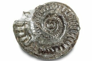 Jurassic Ammonite (Hildoceras) Fossil - England #284043