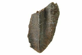 Fossil Dinosaur (Triceratops) Tooth Tip - Wyoming #284123