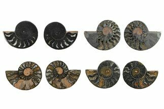Black, Cut & Polished, Ammonite Fossils - / to / Size #284213