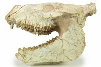 Fossil Oreodont (Merycoidodon) Skull - South Dakota #284203