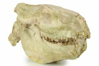 Fossil Oreodont (Eporeodon) Skull with Atlas Vertebra #284204