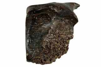 Fossil Hadrosaur (Edmontosaurus) Shed Tooth - Wyoming #284133