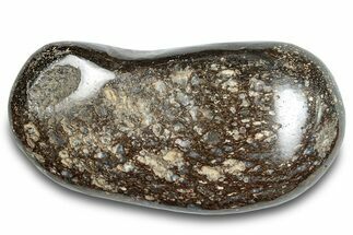 Polished Iguanodon Bone - Isle Of Wight #284221