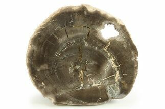 Polished Cretaceous Petrified Wood Round - Texas #284306