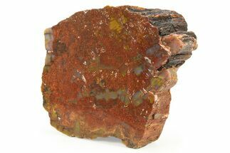 Polished Petrified Wood (Araucarioxylon) - Arizona #284338