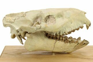 Fossil Oreodont (Merycoidodon) Skull - South Dakota #284373
