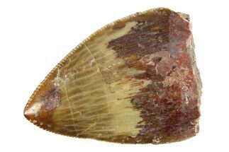 Serrated, Fossil Phytosaur (Redondasaurus) Tooth - New Mexico #284255