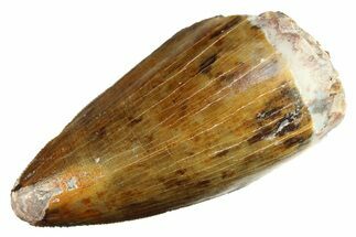 Serrated, Fossil Phytosaur (Redondasaurus) Tooth - New Mexico #284272