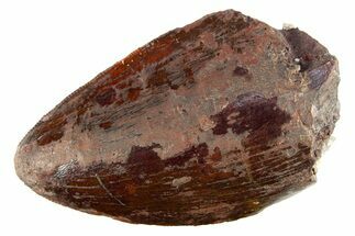 Serrated, Fossil Phytosaur (Redondasaurus) Tooth - New Mexico #284290