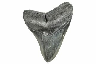 Fossil Megalodon Tooth - South Carolina #284259
