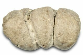Ichnofossils (Trace Fossils) For Sale