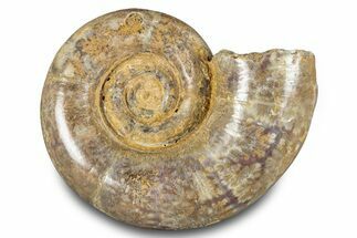 Jurassic Ammonite (Hemilytoceras) Fossil - Madagascar #283360