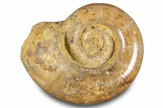 Jurassic Ammonite (Hemilytoceras) Fossil - Madagascar #283367