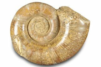 Jurassic Ammonite (Hemilytoceras) Fossil - Madagascar #283370