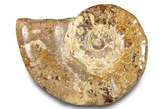 Jurassic Ammonite (Euaspidoceras) Fossil - Madagascar #283382