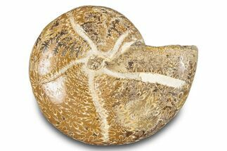 Jurassic Ammonite (Eotetragonites) Fossil - Madagascar #283387