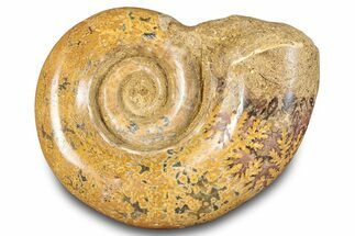 Jurassic Ammonite (Hemilytoceras) Fossil - Madagascar #283459