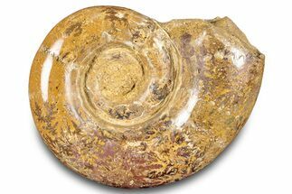 Jurassic Ammonite (Hemilytoceras) Fossil - Madagascar #283469