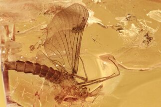 Partial Fossil Mayfly and Two True Midges In Baltic Amber #284564