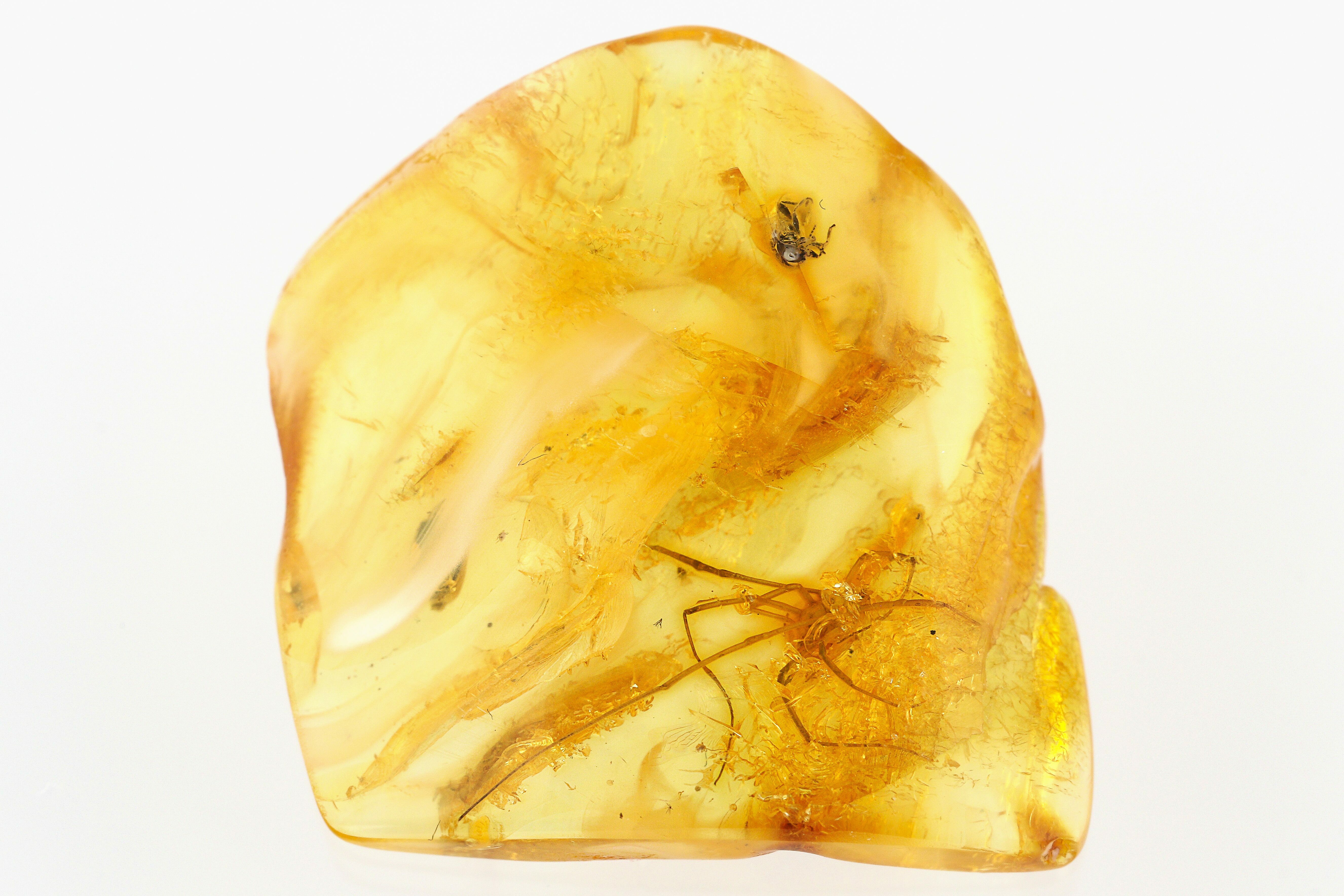 Large, Detailed Fossil Daddy Long-Leg in Baltic Amber (#284549) For ...