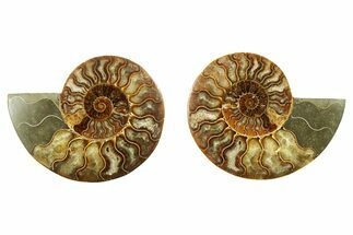 Cut & Polished, Crystal-Filled Ammonite Fossil - Madagascar #283399