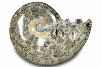 Polished Ammonite (Phylloceras) Fossil - Madagascar #283513